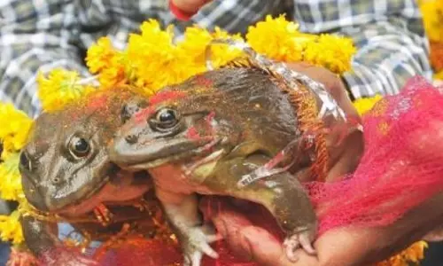 മഴ പെയ്യാന് യു.പിയില് തവളകളുടെ വിവാഹം നടത്തി മഴ പെയ്യാന് യു.പിയില് തവളകളുടെ വിവാഹം നടത്തി