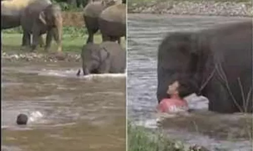 പുഴയില്‍ മുങ്ങിത്താഴ്ന്നുകൊണ്ടിരിക്കുന്ന ആളെ രക്ഷിക്കാനെത്തിയ ആനക്കുട്ടി; ഹൃദയം കവര്‍ന്ന കാഴ്ച