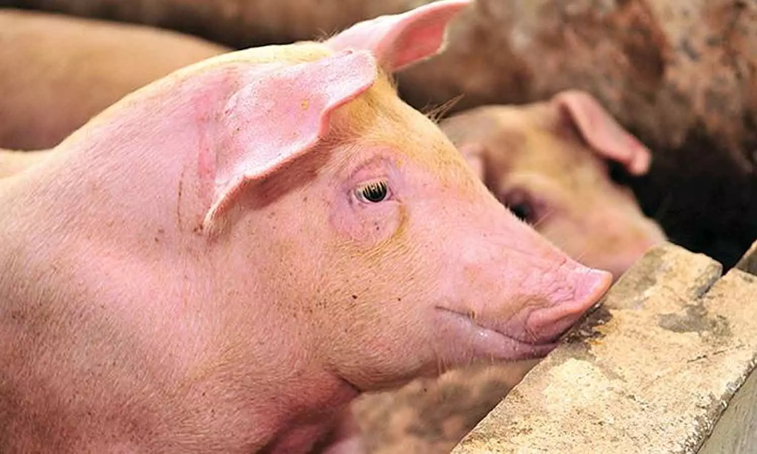 സംസ്ഥാനത്ത് ആഫ്രിക്കൻ പന്നിപ്പനി സ്ഥിരീകരിച്ചതോടെ പന്നിം ഫാം ഉടമകൾ പ്രതിസന്ധിയിൽ