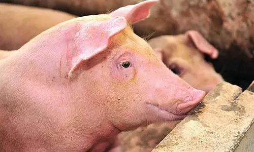 സംസ്ഥാനത്ത് ആഫ്രിക്കൻ പന്നിപ്പനി സ്ഥിരീകരിച്ചതോടെ പന്നിം ഫാം ഉടമകൾ പ്രതിസന്ധിയിൽ