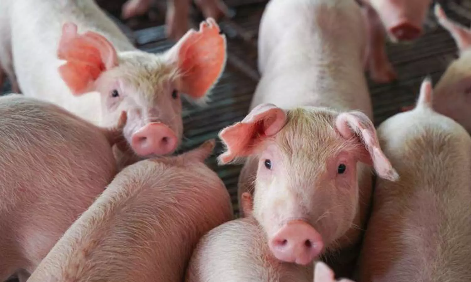 ആഫ്രിക്കൻ പന്നിപ്പനി;ഫാമിലെ പന്നികളെ ഇന്നു തന്നെ കൊന്നു തുടങ്ങും ആഫ്രിക്കൻ പന്നിപ്പനി;ഫാമിലെ പന്നികളെ ഇന്നു തന്നെ കൊന്നു തുടങ്ങും