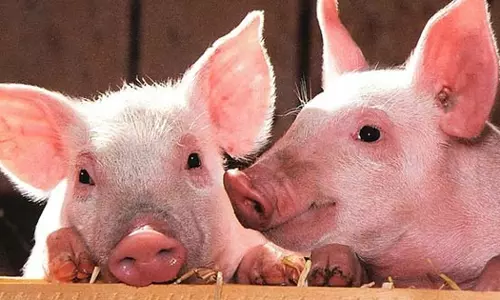 ആഫ്രിക്കൻ പന്നിപ്പനി: വയനാട്ടിൽ പന്നികളെ കൊന്നുതുടങ്ങി