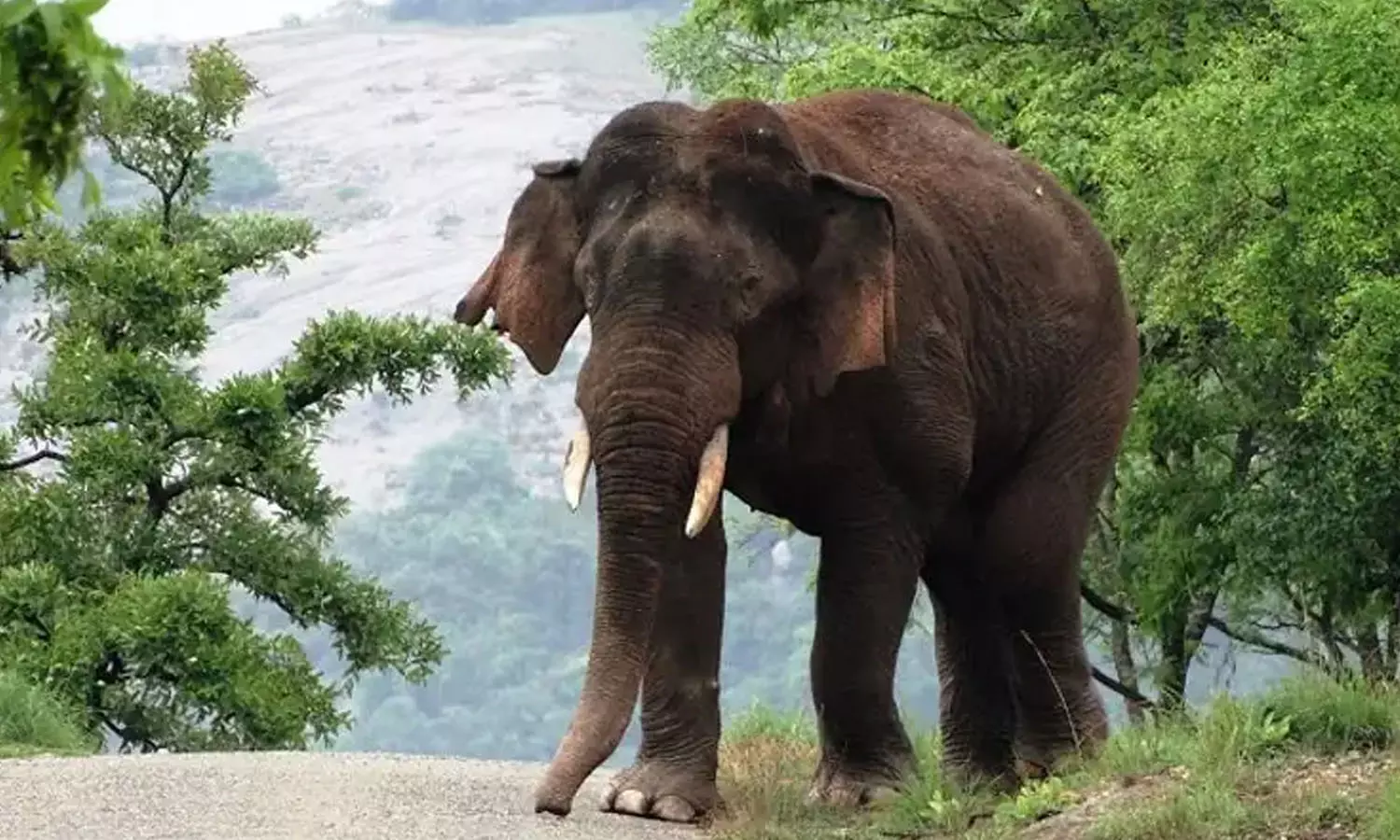 അട്ടപ്പാടിയിൽ യുവതിയെ കാട്ടാന ചവിട്ടിക്കൊന്നു അട്ടപ്പാടിയിൽ യുവതിയെ കാട്ടാന ചവിട്ടിക്കൊന്നു