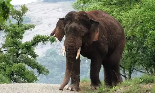 അട്ടപ്പാടിയിൽ യുവതിയെ കാട്ടാന ചവിട്ടിക്കൊന്നു അട്ടപ്പാടിയിൽ യുവതിയെ കാട്ടാന ചവിട്ടിക്കൊന്നു