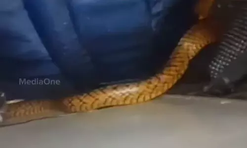 നിസാമുദ്ദീൻ എക്‌സ്പ്രസിൽ പാമ്പ്