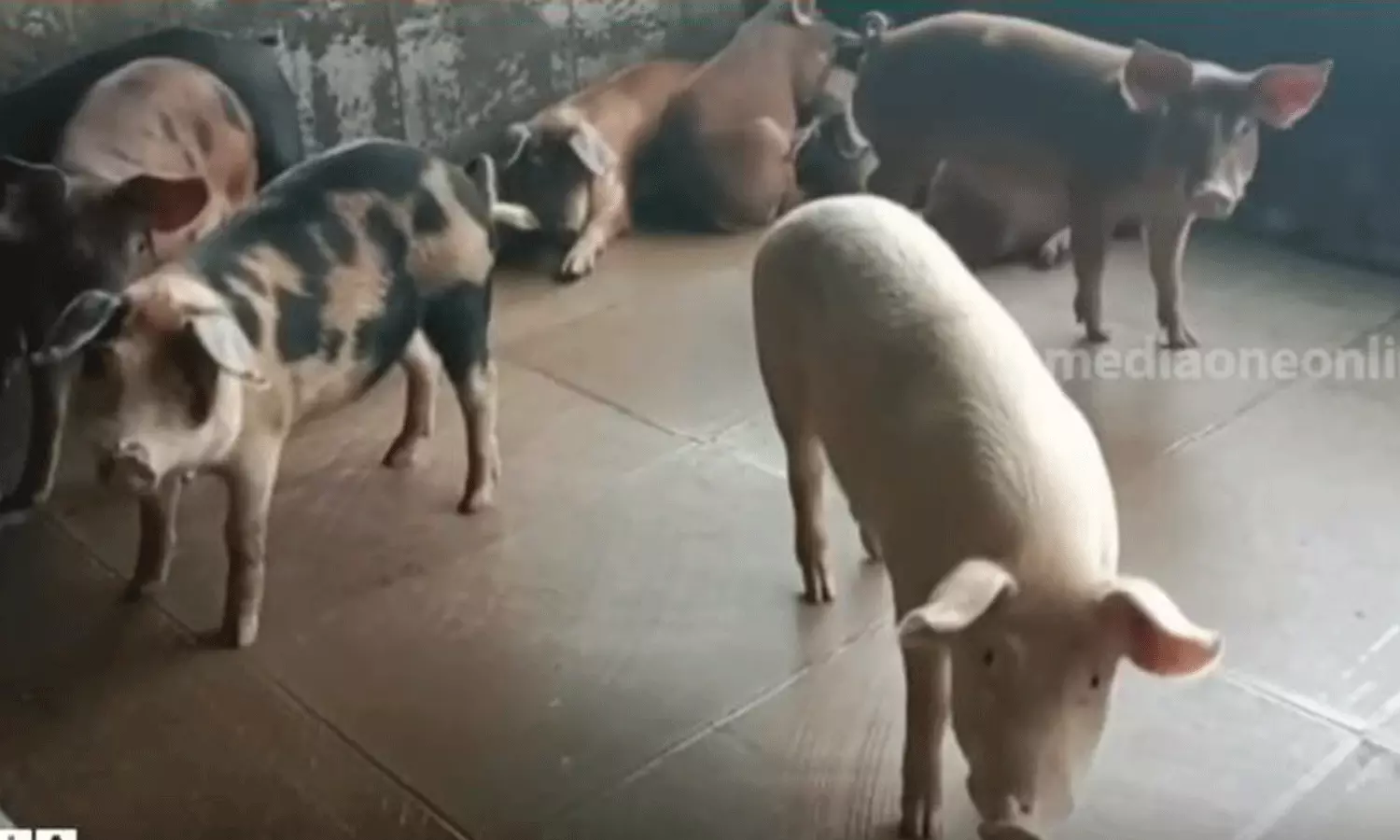 വയനാട്ടിൽ വീണ്ടും ആഫ്രിക്കൻ പന്നിപ്പനി സ്ഥിരീകരിച്ചു വയനാട്ടിൽ വീണ്ടും ആഫ്രിക്കൻ പന്നിപ്പനി സ്ഥിരീകരിച്ചു