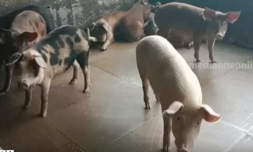 വയനാട്ടിൽ വീണ്ടും ആഫ്രിക്കൻ പന്നിപ്പനി സ്ഥിരീകരിച്ചു