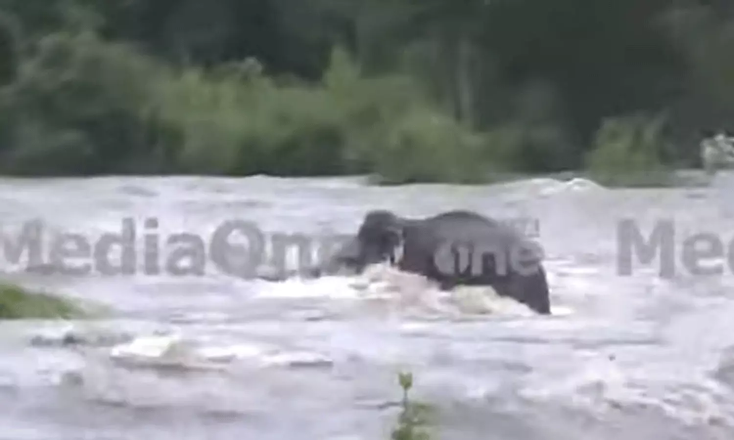 അതിരപ്പിള്ളി -പിള്ളപ്പാറയിൽ കാട്ടാന ഒഴുക്കിൽപ്പെട്ടു അതിരപ്പിള്ളി -പിള്ളപ്പാറയിൽ കാട്ടാന ഒഴുക്കിൽപ്പെട്ടു