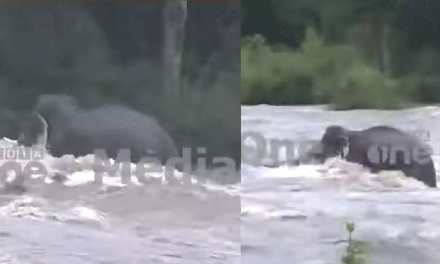 അഞ്ച് മണിക്കൂർ നീണ്ട ഒറ്റയാൻ പോരാട്ടം; അതിരപ്പിള്ളിയിൽ ഒഴുക്കിൽപ്പെട്ട കാട്ടാന കരകയറി അഞ്ച് മണിക്കൂർ നീണ്ട ഒറ്റയാൻ പോരാട്ടം; അതിരപ്പിള്ളിയിൽ ഒഴുക്കിൽപ്പെട്ട കാട്ടാന കരകയറി