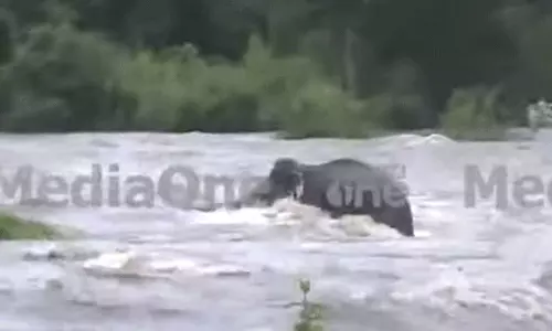 അതിരപ്പിള്ളി -പിള്ളപ്പാറയിൽ കാട്ടാന ഒഴുക്കിൽപ്പെട്ടു അതിരപ്പിള്ളി -പിള്ളപ്പാറയിൽ കാട്ടാന ഒഴുക്കിൽപ്പെട്ടു