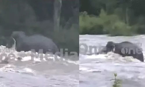 അഞ്ച് മണിക്കൂർ നീണ്ട ഒറ്റയാൻ പോരാട്ടം; അതിരപ്പിള്ളിയിൽ ഒഴുക്കിൽപ്പെട്ട കാട്ടാന കരകയറി അഞ്ച് മണിക്കൂർ നീണ്ട ഒറ്റയാൻ പോരാട്ടം; അതിരപ്പിള്ളിയിൽ ഒഴുക്കിൽപ്പെട്ട കാട്ടാന കരകയറി