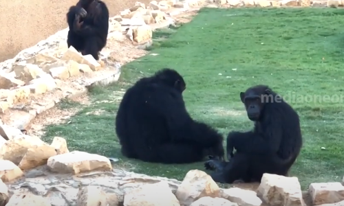 ആഫ്രിക്കൻ രാജ്യങ്ങളിൽ നിന്നുള്ള വളർത്തു മൃഗങ്ങളുടെ ഇറക്കുമതി സൗദി താത്കാലികമായി നിരോധിച്ചു