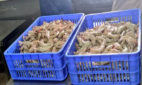 അനധികൃത മത്സ്യബന്ധനം; ഒമാനിൽ 150 കിലോ ചെമ്മീനും മത്സ്യബന്ധന വലകളും പിടികൂടി അനധികൃത മത്സ്യബന്ധനം; ഒമാനിൽ 150 കിലോ ചെമ്മീനും മത്സ്യബന്ധന വലകളും പിടികൂടി