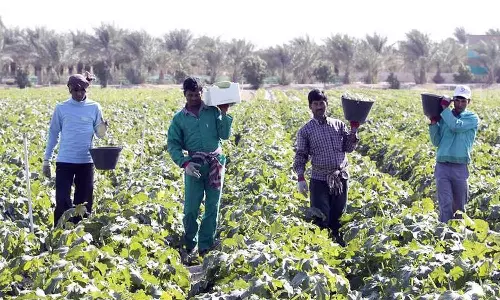 കൃഷി ഭൂമി 13,430 ഹെക്ടറായി ഉയർന്നു; ഖത്തറിന്റെ കാർഷിക മേഖലയിൽ വൻ കുതിപ്പെന്ന് കണക്കുകൾ