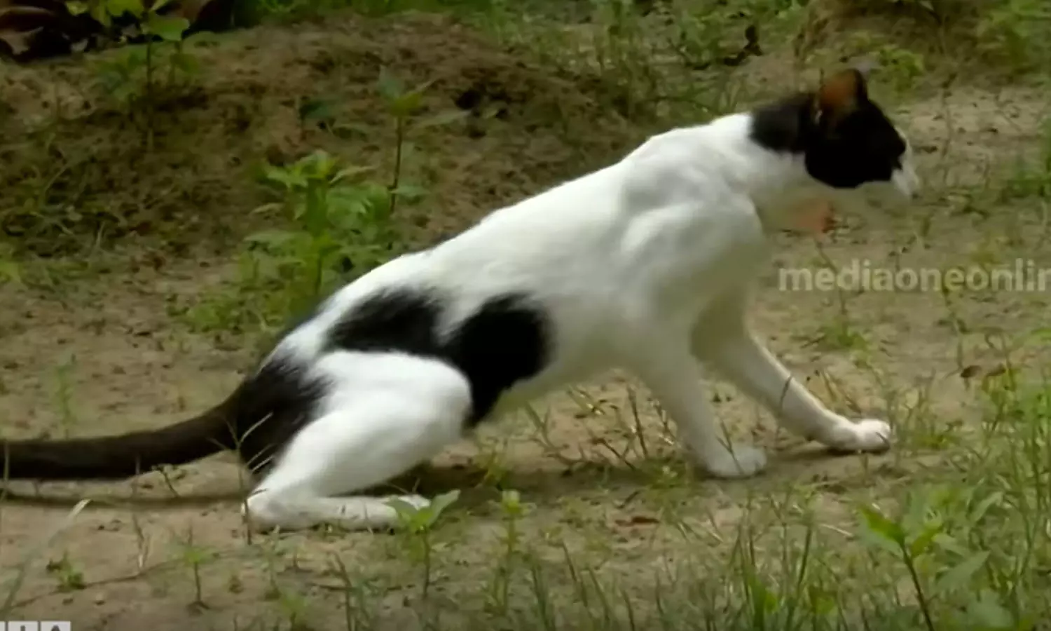 മരുന്ന് നൽകാനുള്ള വിധം ഡോക്ടർ പറഞ്ഞില്ല; മൃഗാശുപത്രിയിൽ ചികിത്സ തേടിയ പൂച്ചയുടെ കാലുകൾ തളർന്നു മരുന്ന് നൽകാനുള്ള വിധം ഡോക്ടർ പറഞ്ഞില്ല; മൃഗാശുപത്രിയിൽ ചികിത്സ തേടിയ പൂച്ചയുടെ കാലുകൾ തളർന്നു