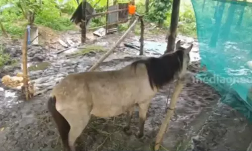 പുഴുവരിക്കുന്ന മുറിവുകള്‍, ഭക്ഷണമോ വെള്ളമോ ഇല്ല; ഗർഭിണിയായ കുതിരയോട് കൊടും ക്രൂരത