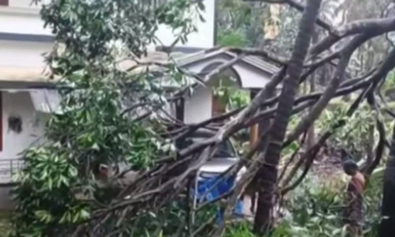 മിന്നൽചുഴലി; കോഴിക്കോട്ട്  വീടുകൾക്ക് മുകളിൽ മരങ്ങൾ കടപുഴകി വീണു, വ്യാപക നാശനഷ്ടം