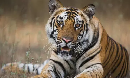 കടുവാ ഭീതിയിൽ വിറങ്ങലിച്ച് ചീരാൽ; ഇന്നലെ ആരംഭിച്ച രാപ്പകൽ സമരം ഇന്നവസാനിക്കും