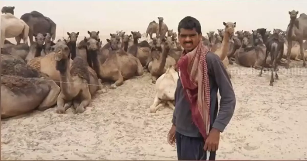 വിസിറ്റ് വിസയിൽ സൗദിയിലെത്തിച്ച് ഒട്ടകത്തെ മേയ്ക്കാൻ നിശ്ചയിച്ച രണ്ട് ഇന്ത്യക്കാരെ രക്ഷപ്പെടുത്തി വിസിറ്റ് വിസയിൽ സൗദിയിലെത്തിച്ച് ഒട്ടകത്തെ മേയ്ക്കാൻ നിശ്ചയിച്ച രണ്ട് ഇന്ത്യക്കാരെ രക്ഷപ്പെടുത്തി