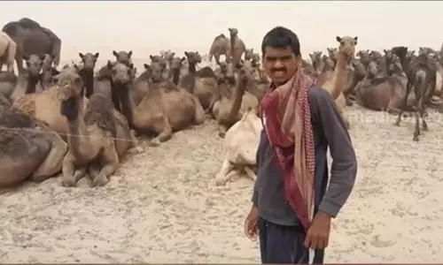 വിസിറ്റ് വിസയിൽ സൗദിയിലെത്തിച്ച് ഒട്ടകത്തെ മേയ്ക്കാൻ നിശ്ചയിച്ച രണ്ട് ഇന്ത്യക്കാരെ രക്ഷപ്പെടുത്തി