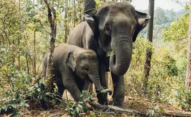കാടിറങ്ങി കാട്ടാനക്കൂട്ടം; ആക്രമണത്തിൽ ഒരു കുട്ടിയടക്കം മൂന്ന് പേർ കൊല്ലപ്പെട്ടു കാടിറങ്ങി കാട്ടാനക്കൂട്ടം; ആക്രമണത്തിൽ ഒരു കുട്ടിയടക്കം മൂന്ന് പേർ കൊല്ലപ്പെട്ടു