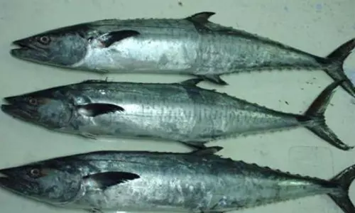 അറേബ്യൻ ഉൾക്കടലിൽ അയക്കൂറ മത്സ്യത്തെ പിടിക്കുന്നത് വിലക്കി സൗദി അറേബ്യൻ ഉൾക്കടലിൽ അയക്കൂറ മത്സ്യത്തെ പിടിക്കുന്നത് വിലക്കി സൗദി