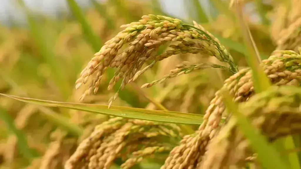 പൊന്നിന് ചിങ്ങം പിറന്നു; പ്രതീക്ഷയോടെ പുതുവര്ഷത്തെ വരവേറ്റ് മലയാളികള് പൊന്നിന് ചിങ്ങം പിറന്നു; പ്രതീക്ഷയോടെ പുതുവര്ഷത്തെ വരവേറ്റ് മലയാളികള്