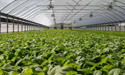 കാർഷിക വായ്പകൾക്ക് പലിശ ഇളവ് പ്രഖ്യാപിച്ച് കേന്ദ്രം