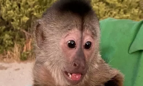 മൃഗശാലയിൽ നിന്ന് ദുരൂഹ ഫോൺകോൾ, പാഞ്ഞെത്തി പൊലീസ്; ആളെക്കണ്ട് ഞെട്ടി മൃഗശാലയിൽ നിന്ന് ദുരൂഹ ഫോൺകോൾ, പാഞ്ഞെത്തി പൊലീസ്; ആളെക്കണ്ട് ഞെട്ടി