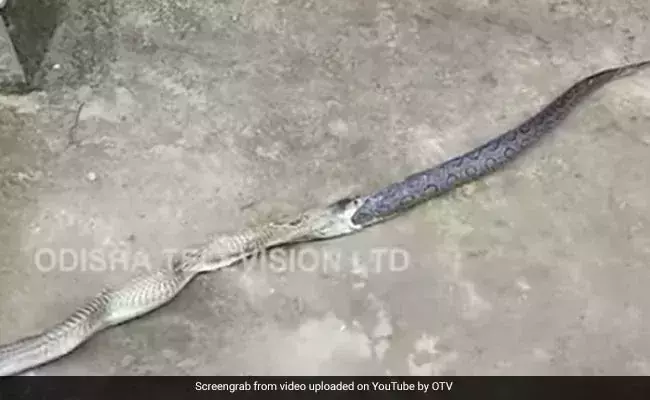 അണലിയെ വായിലാക്കി ആറടി നീളമുള്ള മൂര്‍ഖന്‍; ഒടുവില്‍ സംഭവിച്ചത്-വീഡിയോ