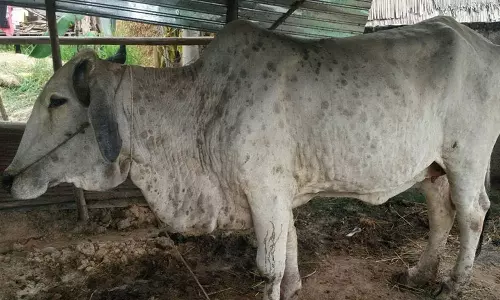 പശുക്കളിലെ ലംപി ത്വക്ക് രോഗം മഹാമാരിയായി പ്രഖ്യാപിക്കണം: കേന്ദ്രത്തോട് രാജസ്ഥാന്‍ മുഖ്യമന്ത്രി