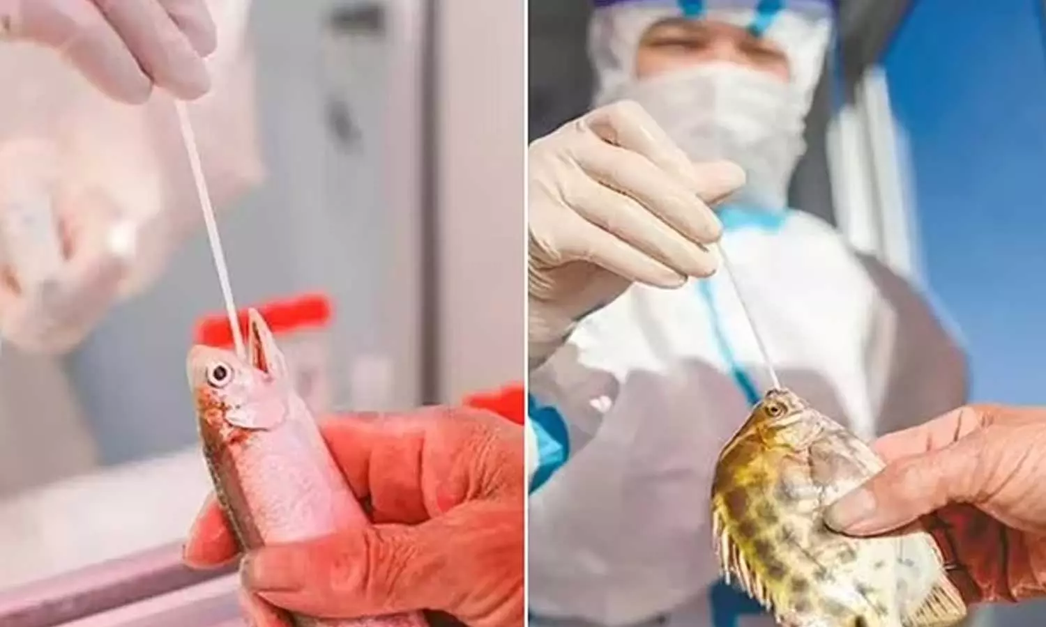 കോവിഡ് കേസുകളിലെ വർധന; മീനുകളിലും റാപ്പിഡ് ടെസ്റ്റ് നടത്തി ചൈന കോവിഡ് കേസുകളിലെ വർധന; മീനുകളിലും റാപ്പിഡ് ടെസ്റ്റ് നടത്തി ചൈന