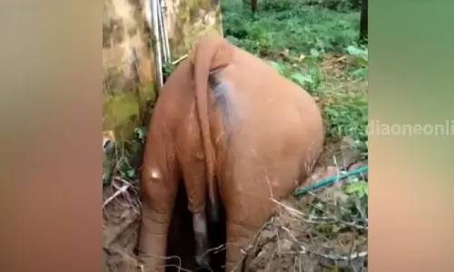 തൃശൂരിൽ സെപ്റ്റിക് ടാങ്കിൽ വീണ് കാട്ടാന ചരിഞ്ഞു