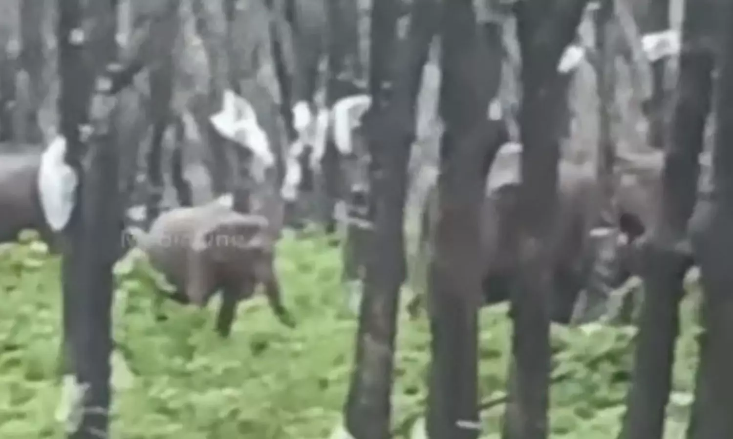 തൃശൂർ പുതുക്കാട് എസ്റ്റേറ്റിൽ കാട്ടാനക്കൂട്ടമിറങ്ങി; വനംവകുപ്പ് നടപടിയില്ലെന്ന് നാട്ടുകാർ