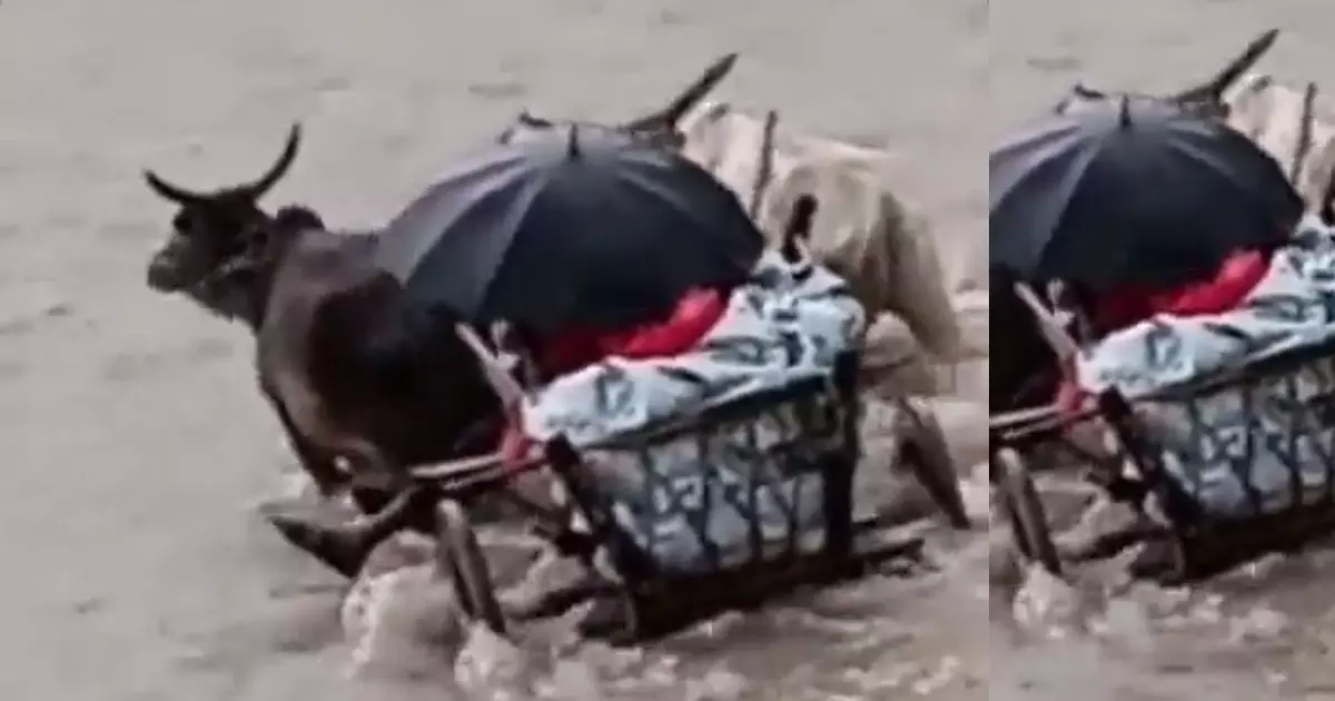 ഭാര്യയെ ആശുപത്രിയിലെത്തിക്കാൻ കാളവണ്ടിയിൽ പുഴ കടന്ന് ഭർത്താവ് ഭാര്യയെ ആശുപത്രിയിലെത്തിക്കാൻ കാളവണ്ടിയിൽ പുഴ കടന്ന് ഭർത്താവ്