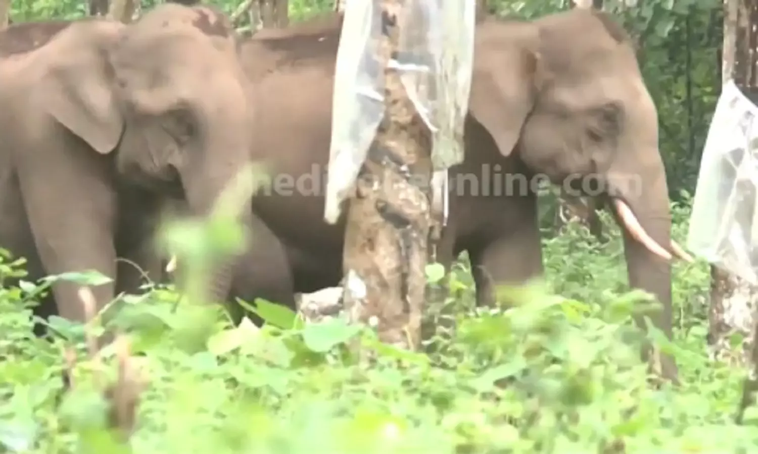 തൃശൂർ പാലപ്പള്ളി എസ്റ്റേറ്റിൽ ഭീതി പരത്തിയ കാട്ടാനക്കൂട്ടത്തെ തുരത്തി തൃശൂർ പാലപ്പള്ളി എസ്റ്റേറ്റിൽ ഭീതി പരത്തിയ കാട്ടാനക്കൂട്ടത്തെ തുരത്തി