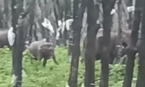 തൃശൂർ പുതുക്കാട് എസ്റ്റേറ്റിൽ കാട്ടാനക്കൂട്ടമിറങ്ങി; വനംവകുപ്പ് നടപടിയില്ലെന്ന് നാട്ടുകാർ തൃശൂർ പുതുക്കാട് എസ്റ്റേറ്റിൽ കാട്ടാനക്കൂട്ടമിറങ്ങി; വനംവകുപ്പ് നടപടിയില്ലെന്ന് നാട്ടുകാർ