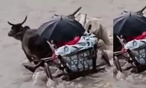 ഭാര്യയെ ആശുപത്രിയിലെത്തിക്കാൻ കാളവണ്ടിയിൽ പുഴ കടന്ന് ഭർത്താവ്