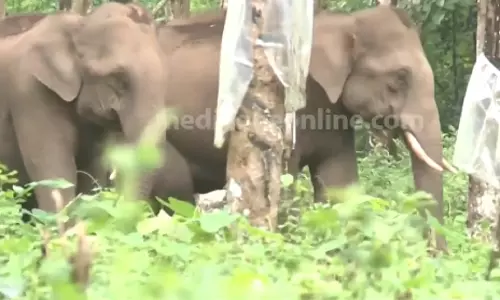 തൃശൂർ പാലപ്പള്ളി എസ്റ്റേറ്റിൽ ഭീതി പരത്തിയ കാട്ടാനക്കൂട്ടത്തെ തുരത്തി