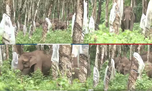 കാട്ടാന ശല്യം; പാലപ്പിള്ളിയിലേക്ക് കുങ്കിയാനകളെ അയയ്ക്കും കാട്ടാന ശല്യം; പാലപ്പിള്ളിയിലേക്ക് കുങ്കിയാനകളെ അയയ്ക്കും