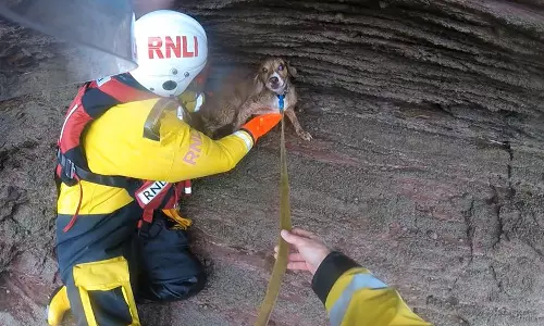 നൂറടി താഴ്ചയിലേക്ക് വീണ് നായ; ഗുരുതര പരിക്കുകളോടെ രക്ഷപ്പെടുത്തി