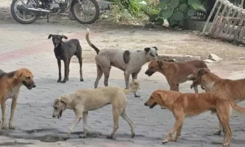 പാലക്കാട് തെരുവ് നായയുടെ ആക്രമണത്തിൽ അഞ്ച് വയസുകാരിക്ക് പരിക്ക്