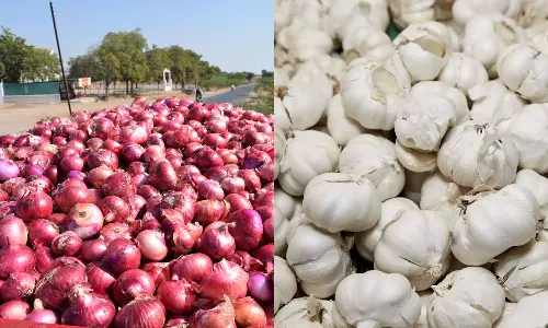 കിലോയ്ക്ക് വെറും 50 പൈസ; ഉള്ളിയും വെളുത്തുള്ളിയും റോഡിൽ ഉപേക്ഷിച്ചും നദിയിൽ തള്ളിയും കർഷകർ