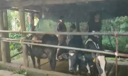 വയനാട് വീണ്ടും കടുവയുടെ ആക്രമണം: കൂട് സ്ഥാപിച്ചിട്ടും പിടികൂടാനായില്ല