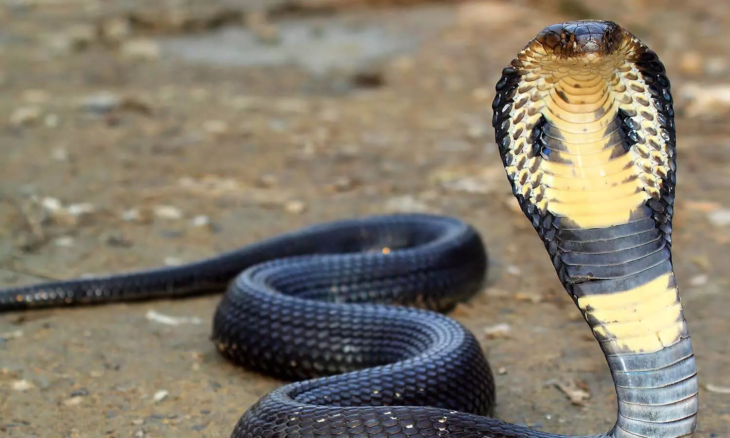 വാവ സുരേഷ് എത്തിയിട്ടും പിടികൊടുത്തില്ല; കാറില് കയറിക്കൂടിയ രാജവെമ്പാല ഒടുവില് പിടിയില് വാവ സുരേഷ് എത്തിയിട്ടും പിടികൊടുത്തില്ല; കാറില് കയറിക്കൂടിയ രാജവെമ്പാല ഒടുവില് പിടിയില്