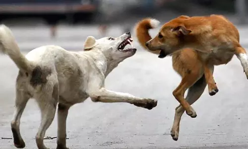 തെരുവ് നായകളെ വെടിവെക്കാൻ അനുമതി നൽകണമെന്ന് കോഴിക്കോട് കോർപ്പറേഷൻ കൗൺസിലിൽ ആവശ്യം