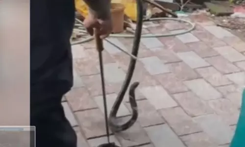 ആഗസ്റ്റ് രണ്ടിന് നിലമ്പൂരിൽ നിന്ന് കാറിൽ കയറിയതാ... വാവാ സുരേഷ് നോക്കിയിട്ടും കിട്ടിയില്ല; ആർപ്പൂക്കരയിൽ രാജവെമ്പാലയെ പിടികൂടി