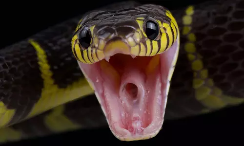 മഴക്കാലമാണ്; വിഷപ്പാമ്പുകളെ സൂക്ഷിക്കുക മഴക്കാലമാണ്; വിഷപ്പാമ്പുകളെ സൂക്ഷിക്കുക