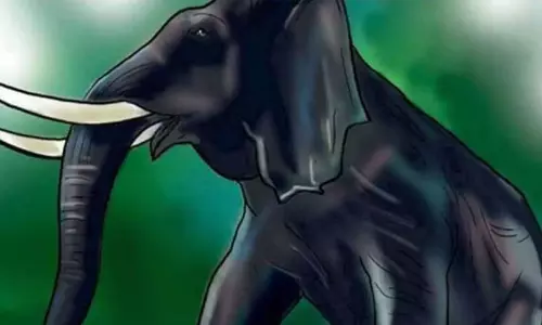 ഇടുക്കിയിൽ വിനോദസഞ്ചാരിയെ കാട്ടാന ചവിട്ടിക്കൊന്നു