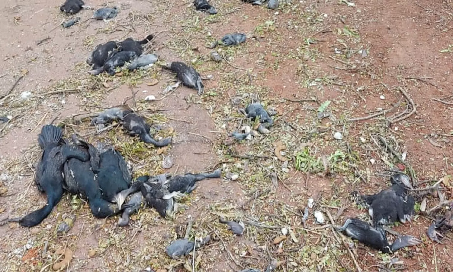 പറക്കാൻ തുടങ്ങിയില്ല സാറേ, ചിറകരിഞ്ഞ് കളഞ്ഞല്ലോ..; ജീവനെടുത്ത് വികസനം